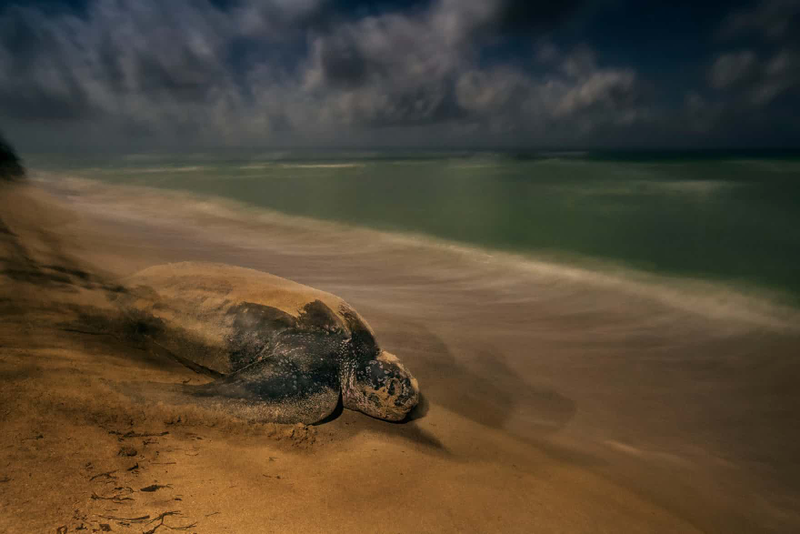 Image: Brian Skerry